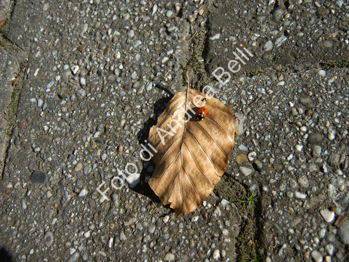 B_img00062